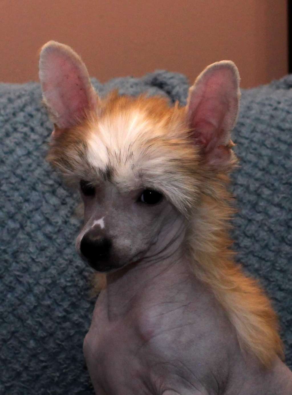 Artic Flyer's Watch It