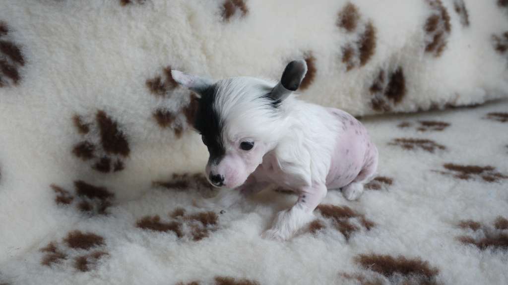 Rudolf Little Charmings