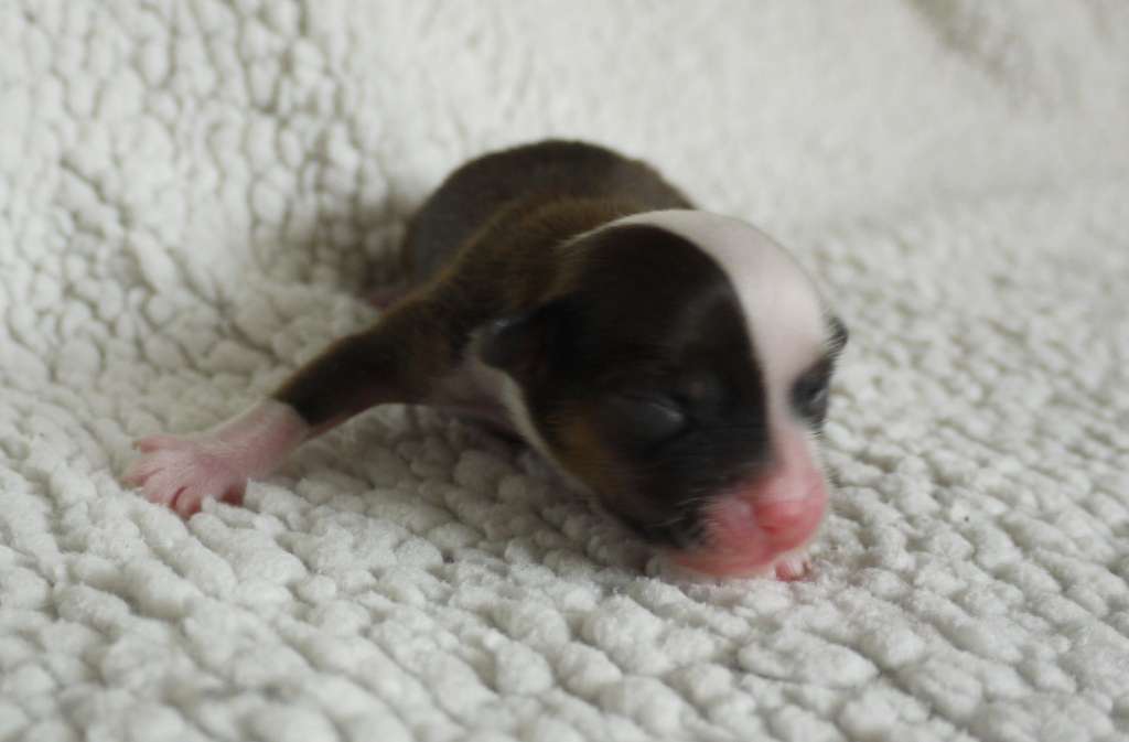 wickie-wishbone little charmings