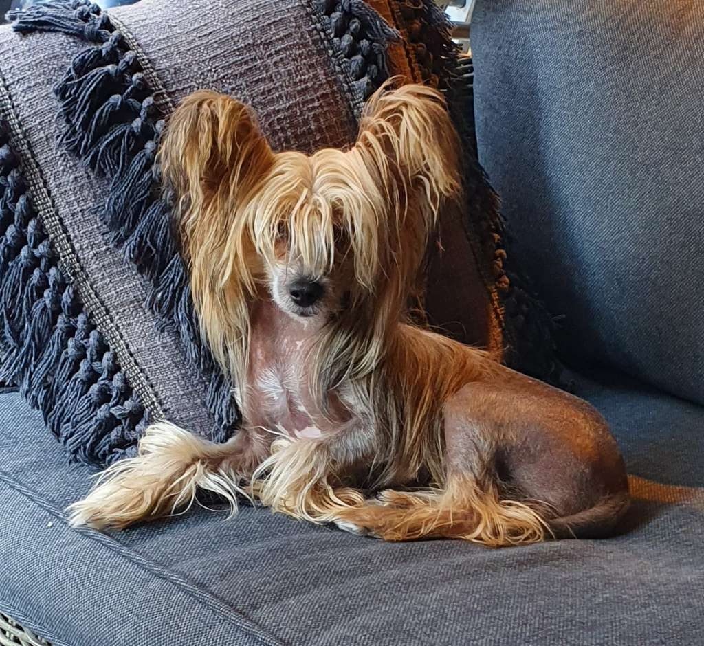 wiepke whisper little charmings