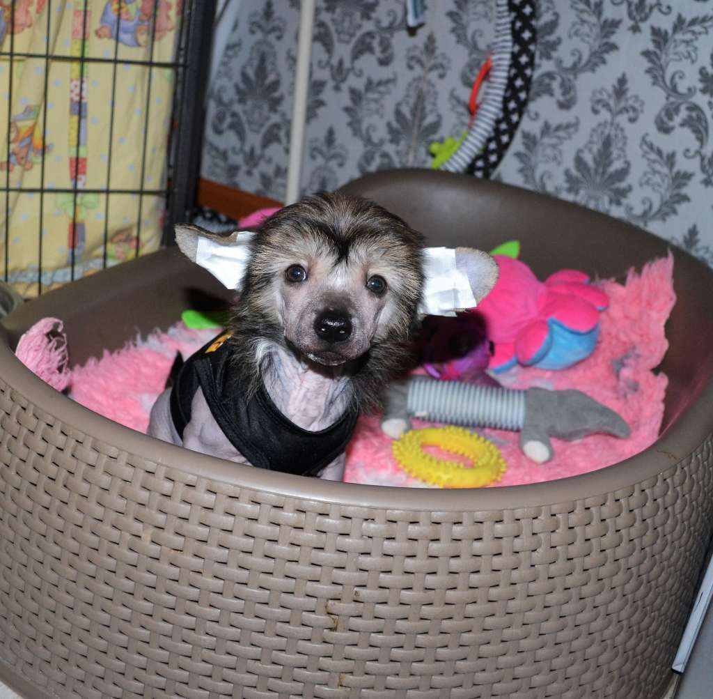 Gold Hearted of ria's pride