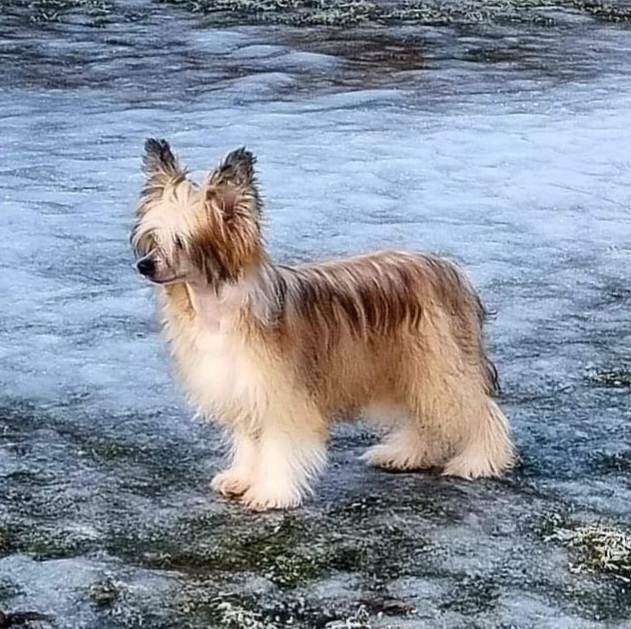 Tournais Yes I Cannes