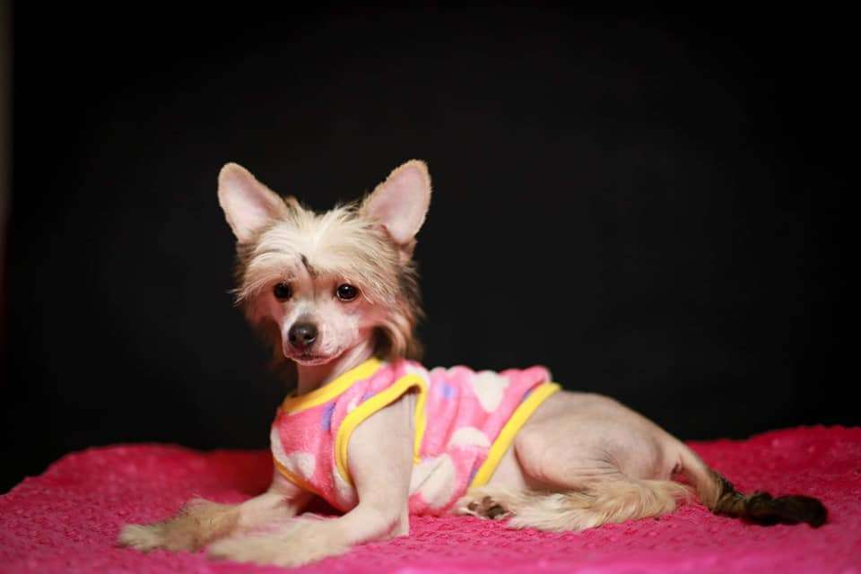 Gwyneth Insolite Familier