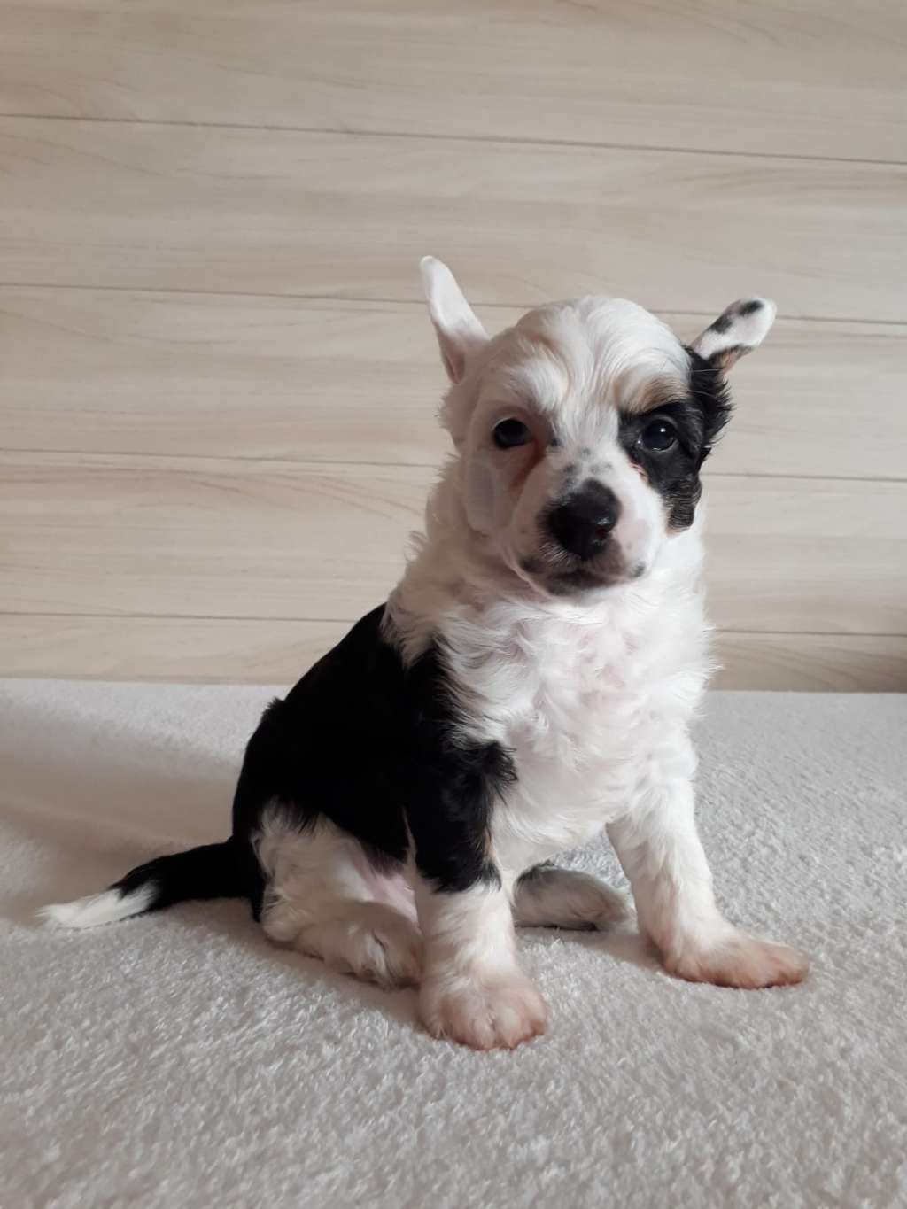 Dennis Moravia Carolline