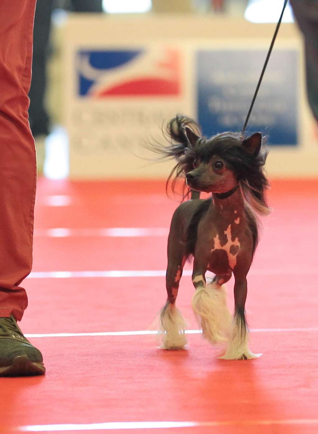 Wild Night's Rise Like A Phoenix