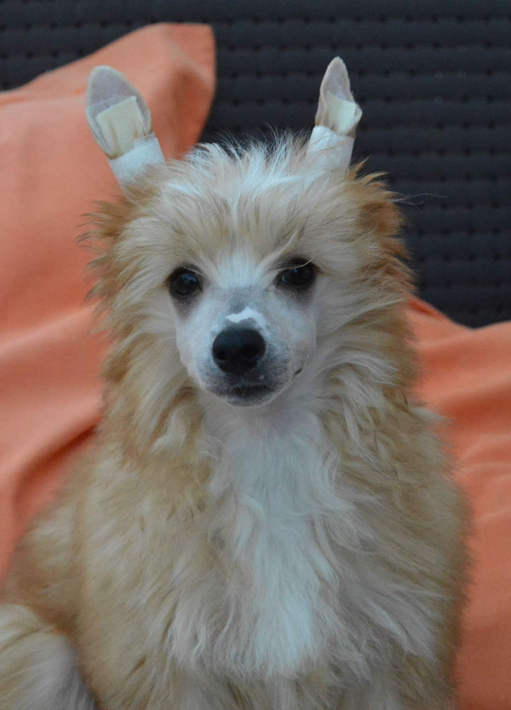 Magnus Staff Next Stop