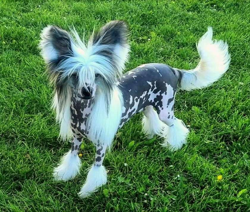 Be My Dog's Gator Snappen Lad