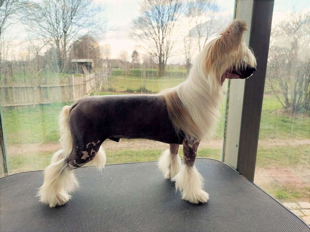 Be My Dog's Guillotine Choke