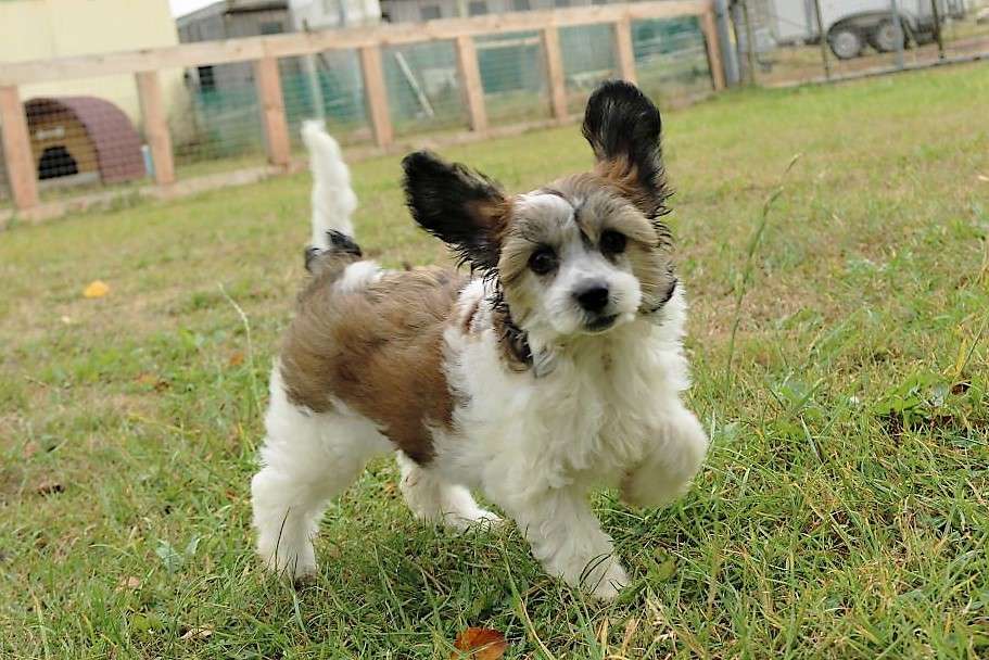 Be My Dog's Gracias Bella