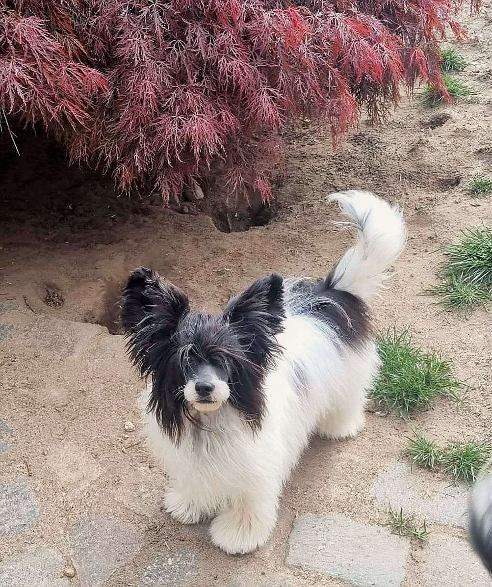 Be My Dog's Graziella Bianca