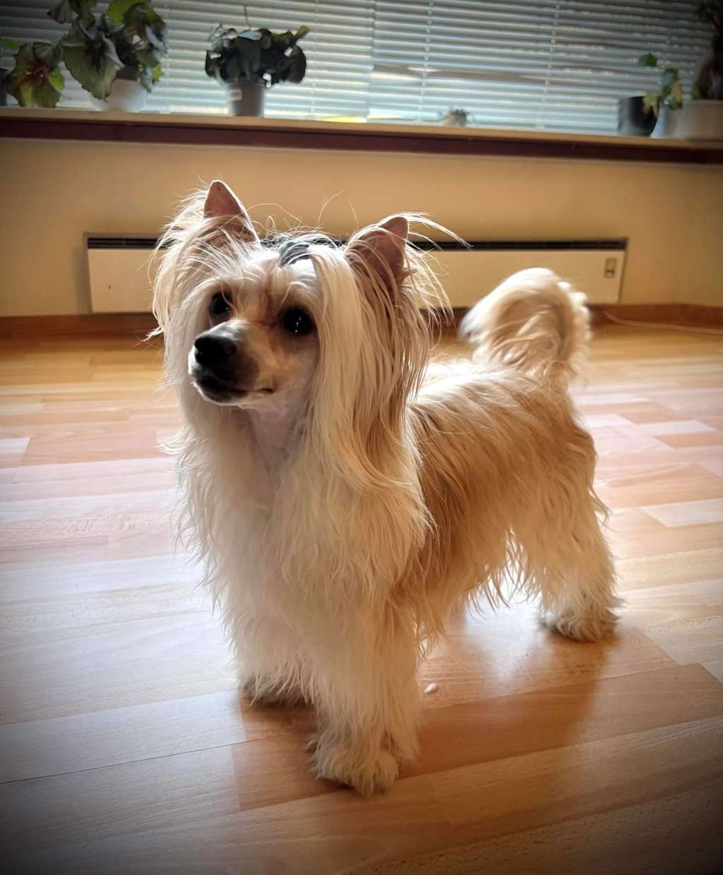 Babette Tilly av Sterke Pota