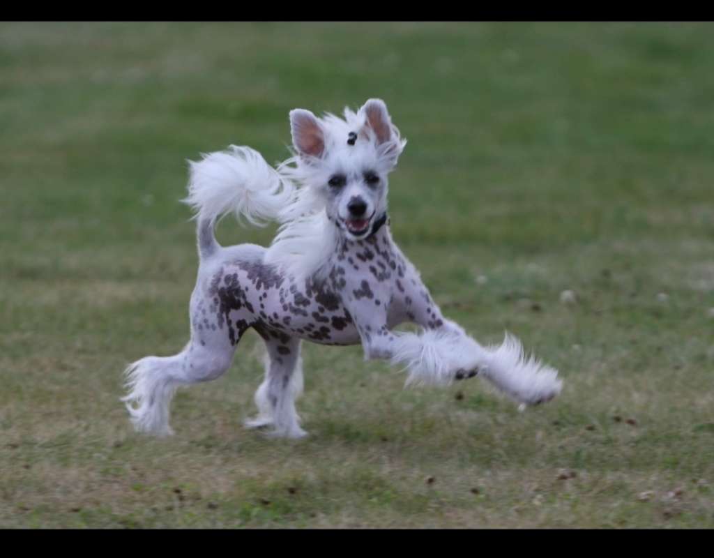 Bertha Blanche av Sterke Pota