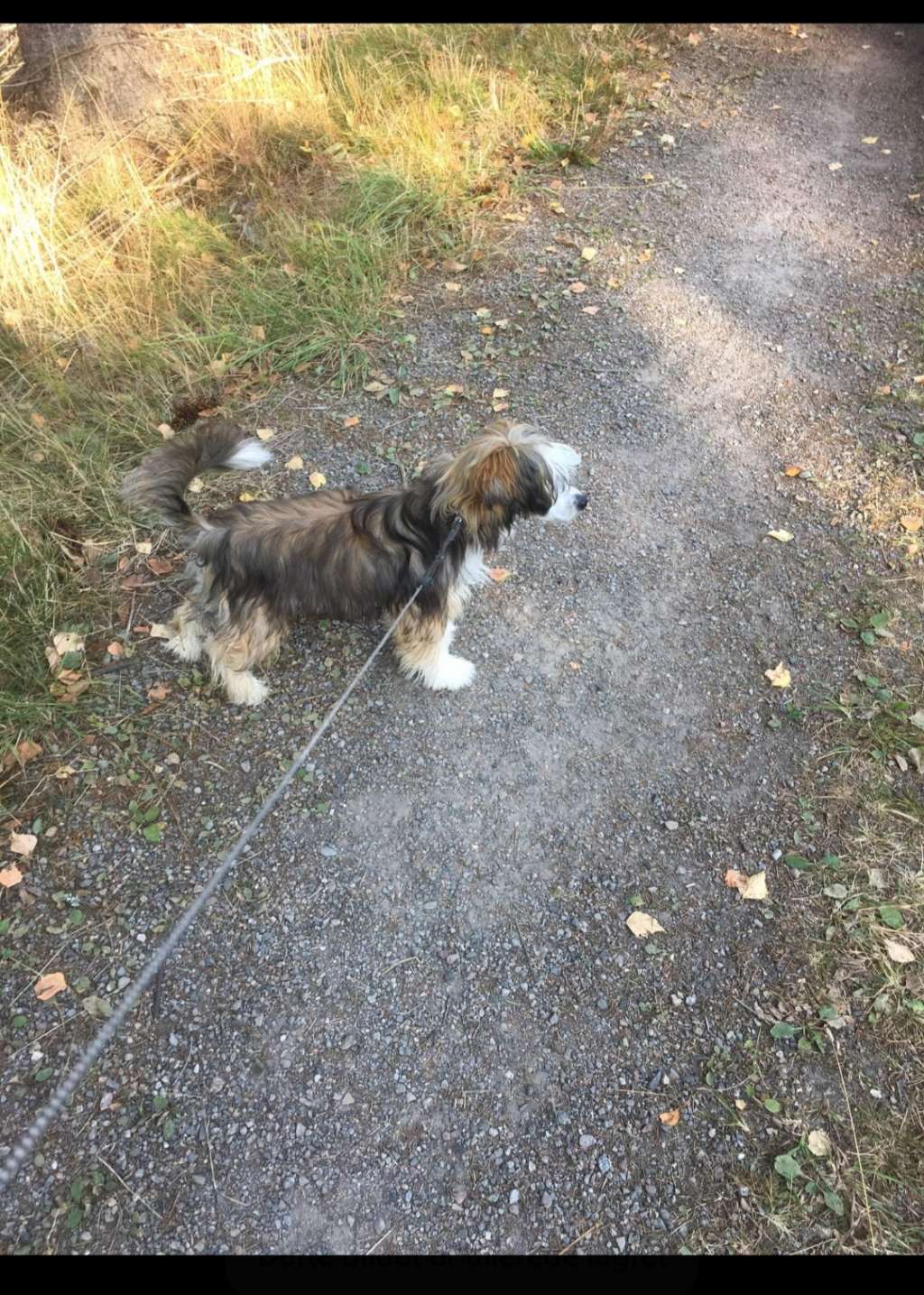 Braveheart Little av Sterke Pota