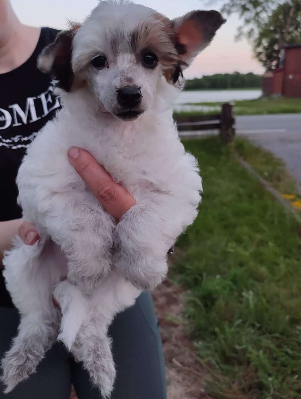 Cevita Crystal Jade av Sterke Pota