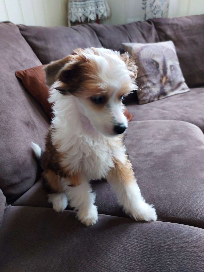 Copyright Caspian av Sterke Pota