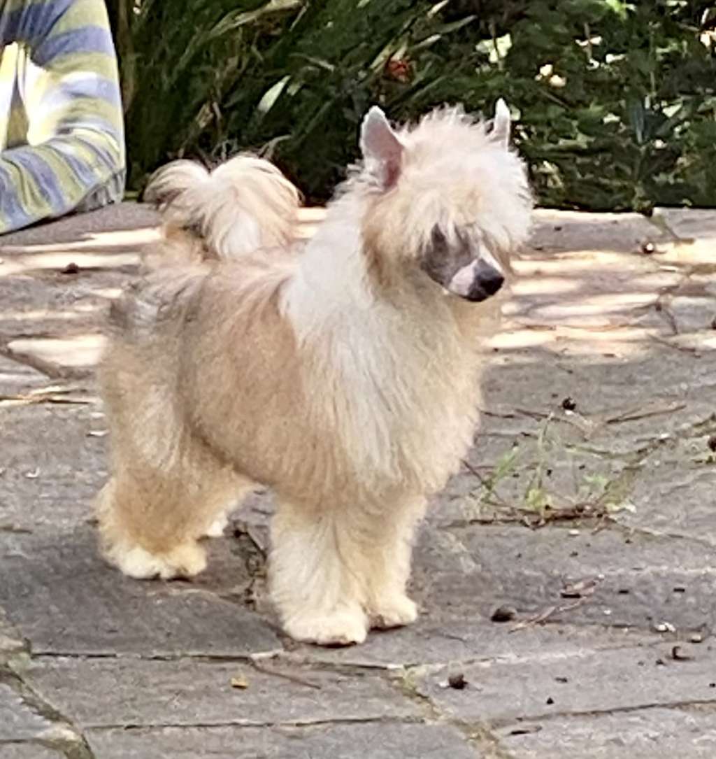 Chic To Chic Valentino