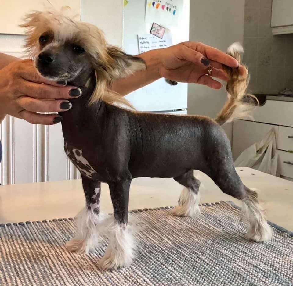 Zanevi?s ViktigPetra