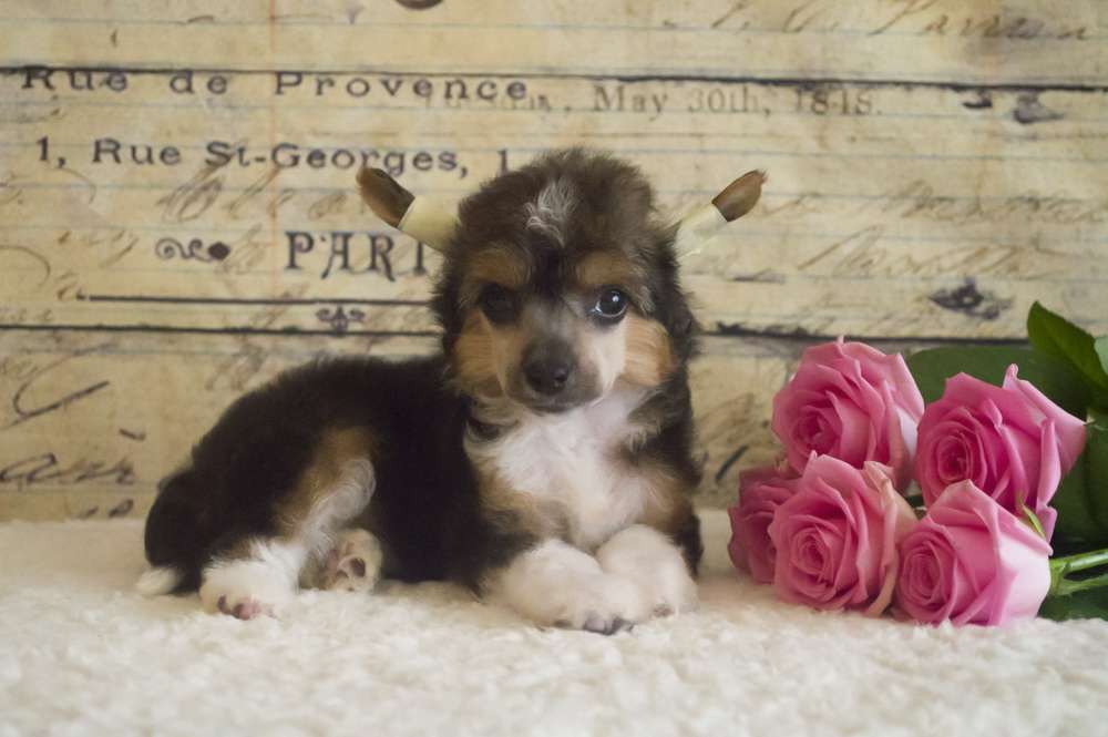 Oro Antenati Imperial Zarnika