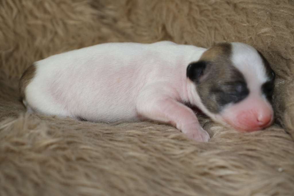 Zenith Daisy Me Rollin