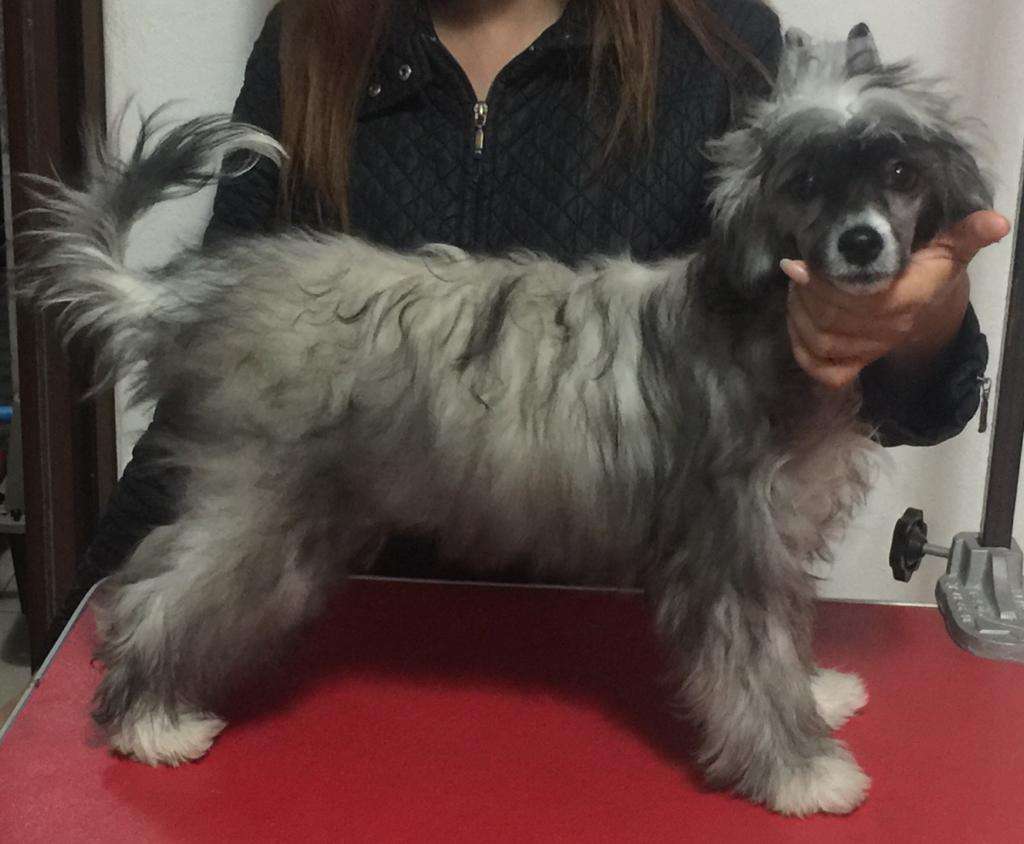 "Sophia Princess" (Martinez)