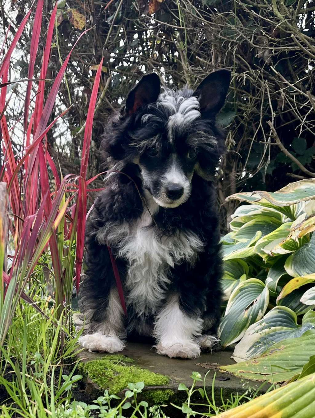 Jenaya Heritage of Han