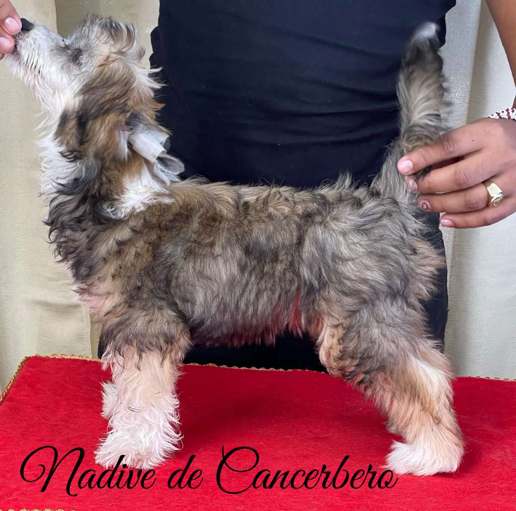 Nadive D Cancerbero Freya