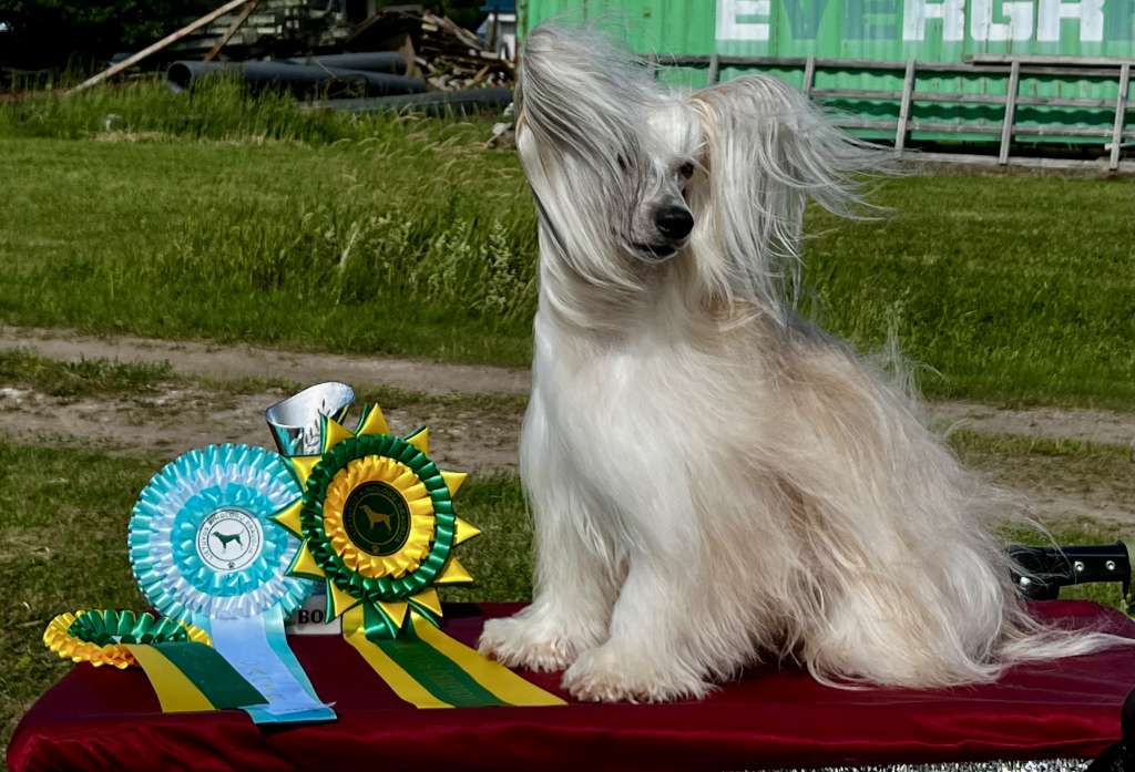 Artic Flyers Techno Dancing