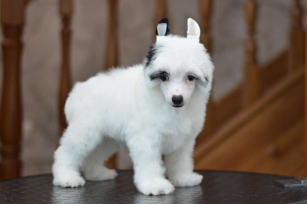 Vellar Pljus Shelton