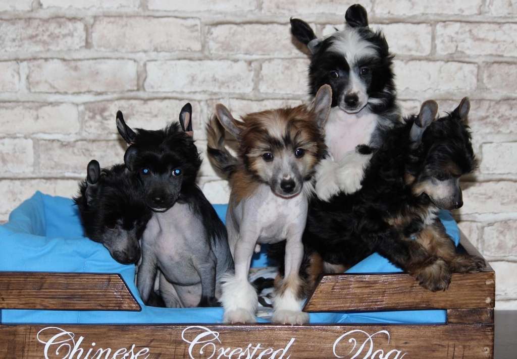 Opus Palmare Pengfei