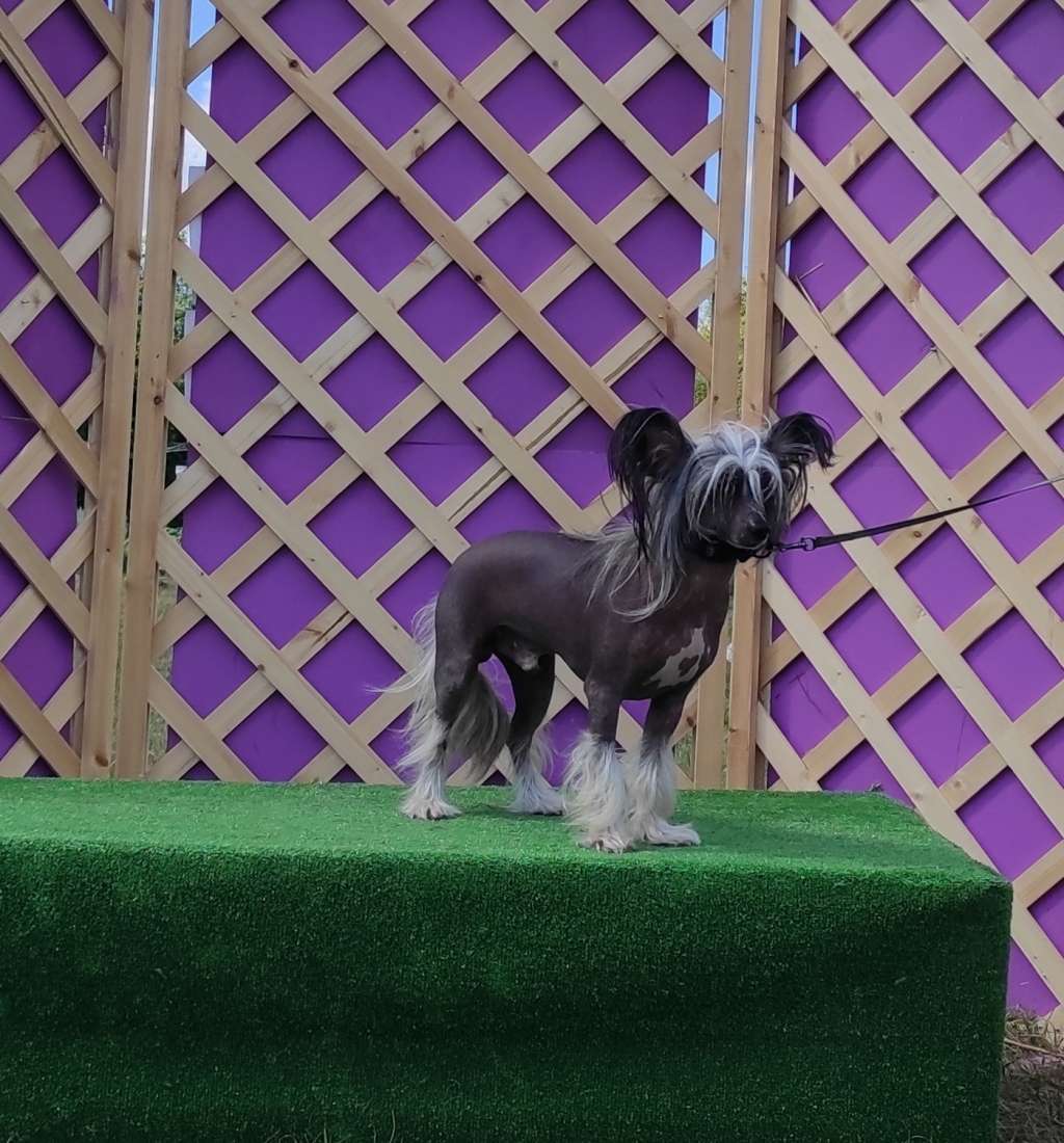 Anna Sky Kennel Neo