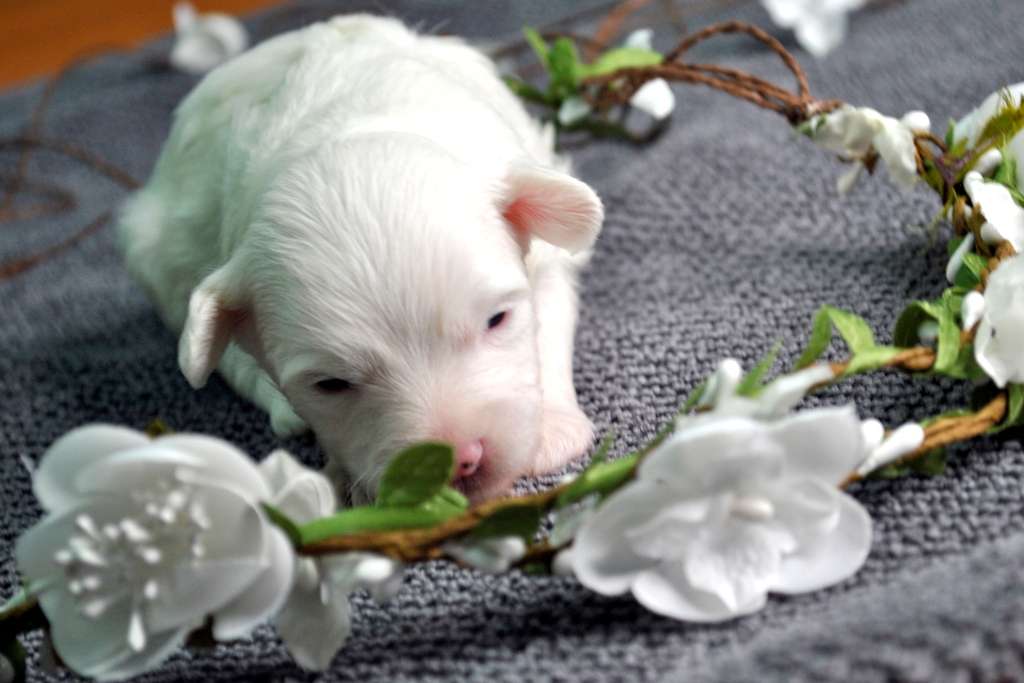 Ksolo Club Belosnezhka