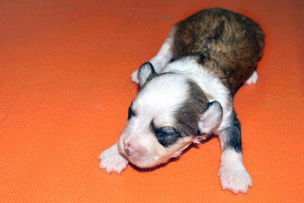 Ksolo Club Gilbert Guf