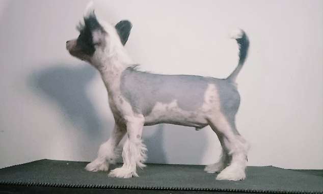 Magic'N Mystic Vengefull Soul