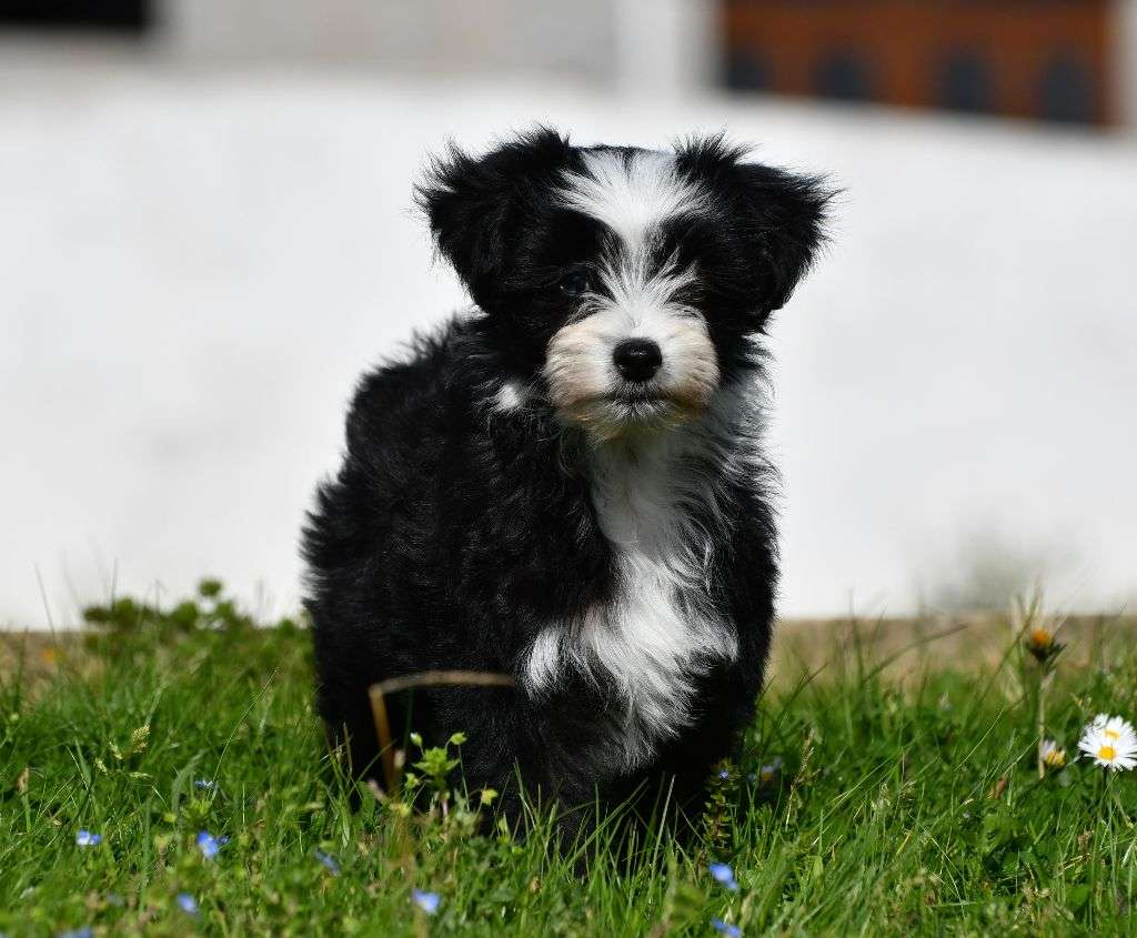 Little Dog Of Dream Run after the clouds