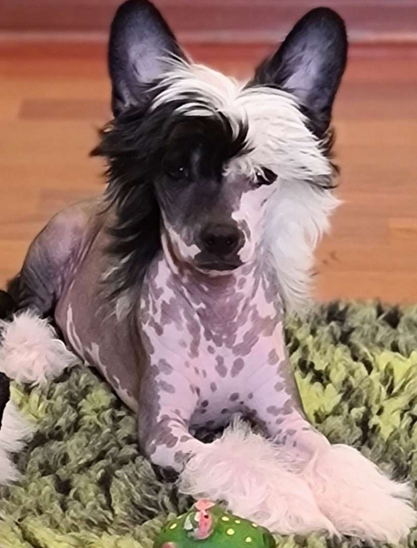 Meet You At Midnight Gambitas