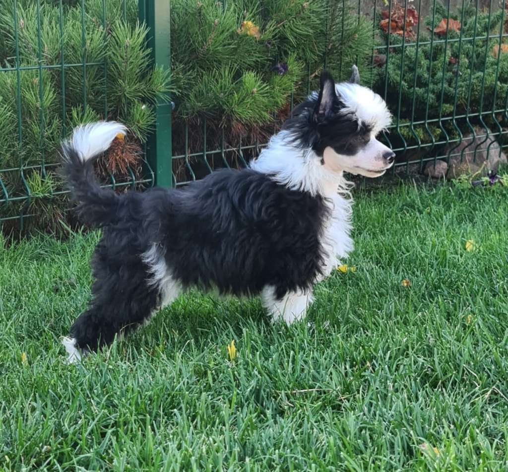 Much For Money Gambitas