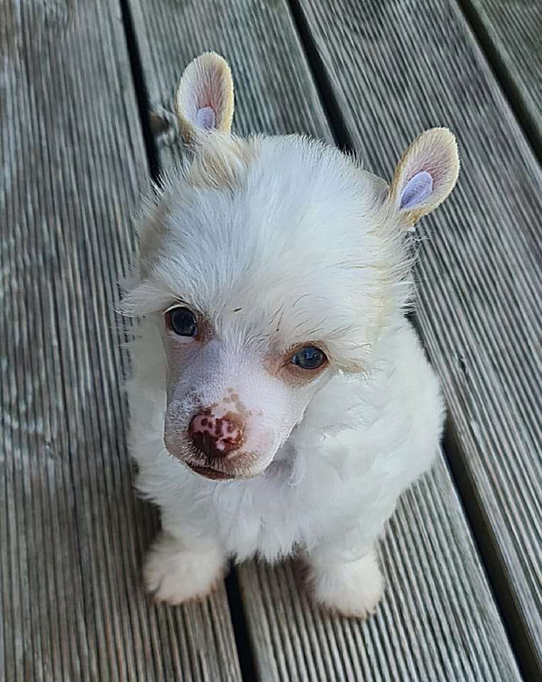 Moulin Rouge Gambitas