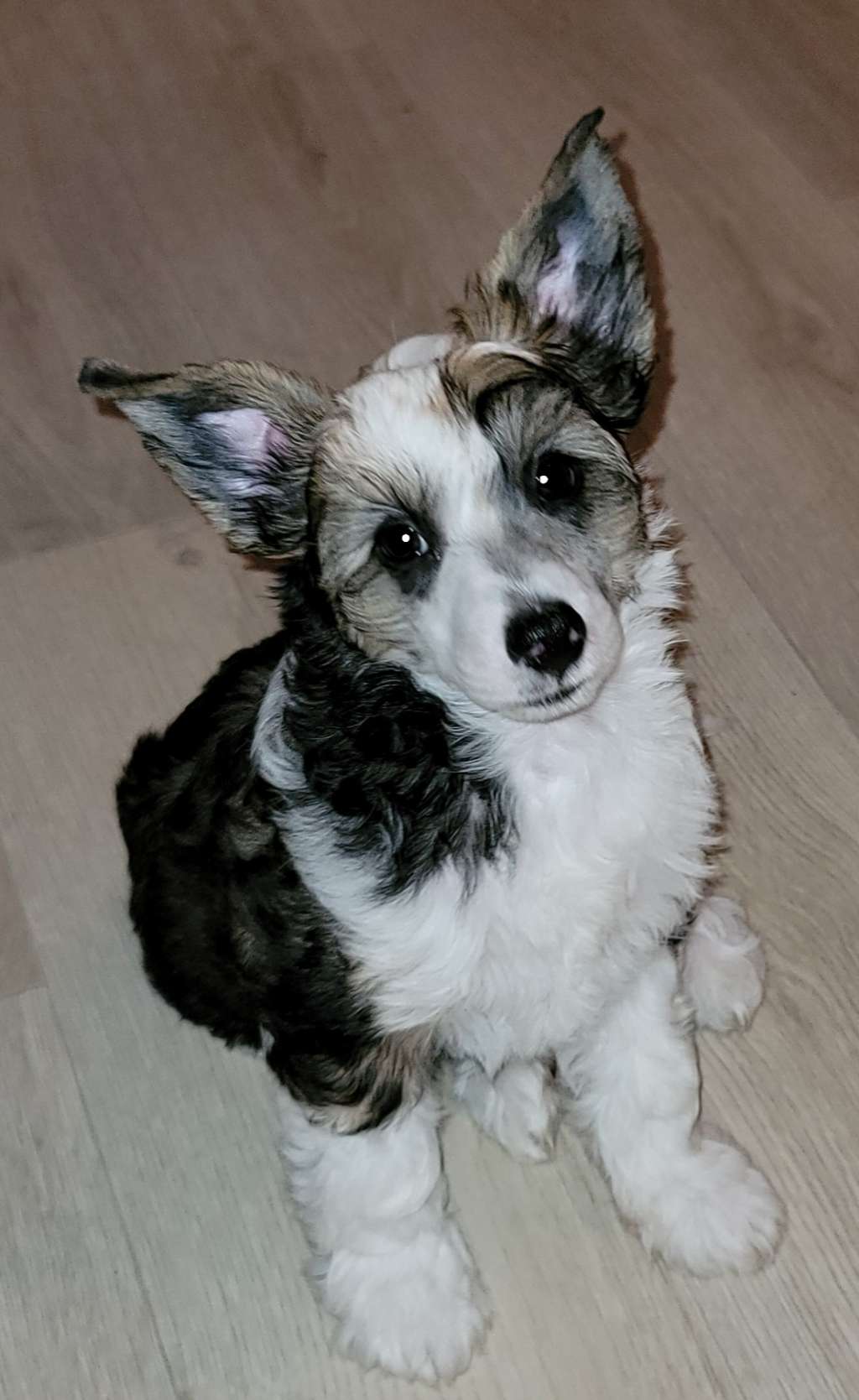 Calypso of Milena's Kingdom