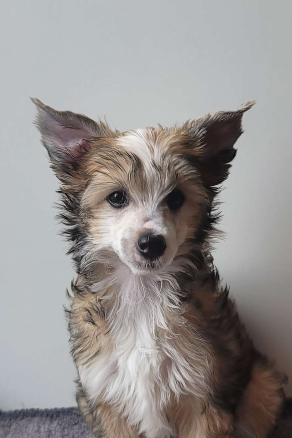 Cookie of Milena's Kingdom