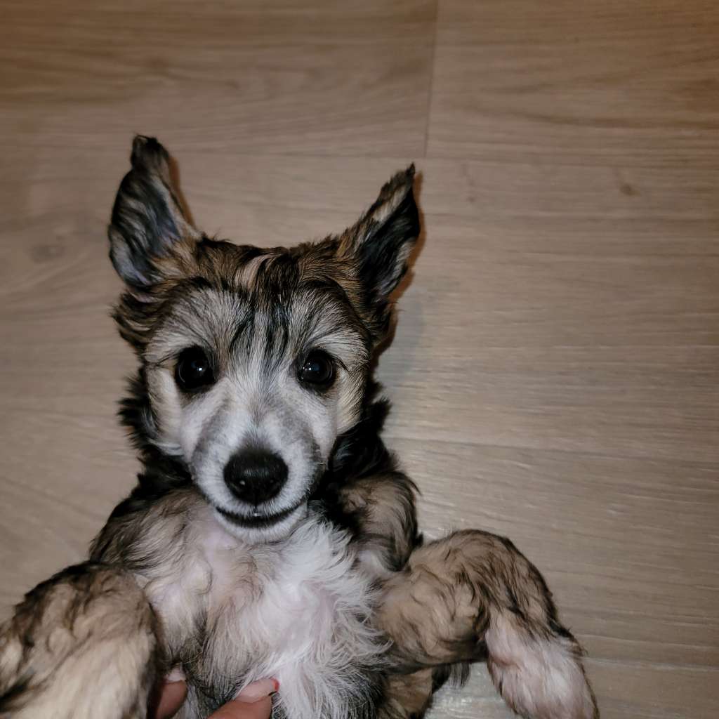 Chiara of Milena's Kingdom