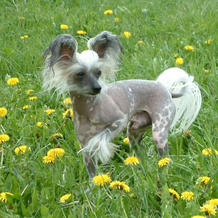 Corvin iz Chudnoy Doliny