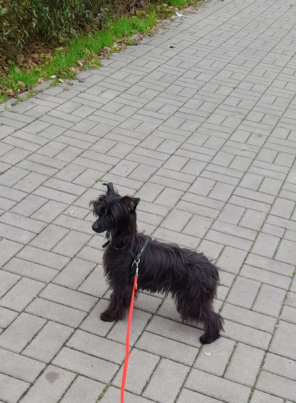 Finezja Meus Amicus Novus