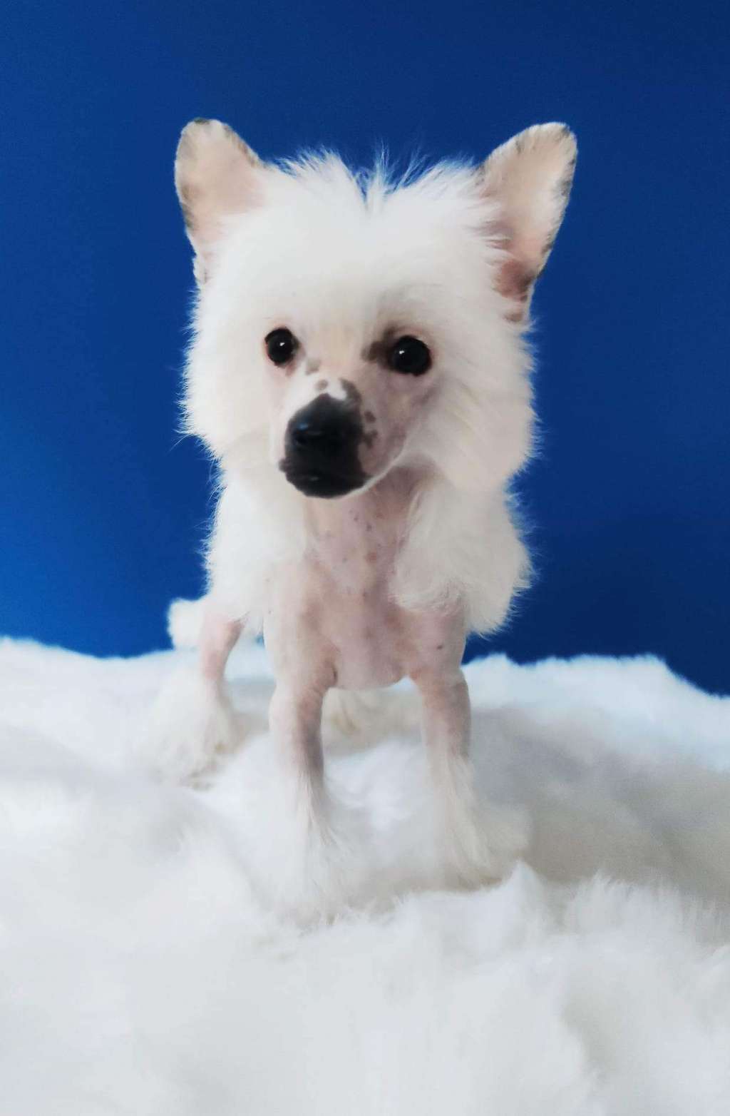 Konstanze Crystal Ice