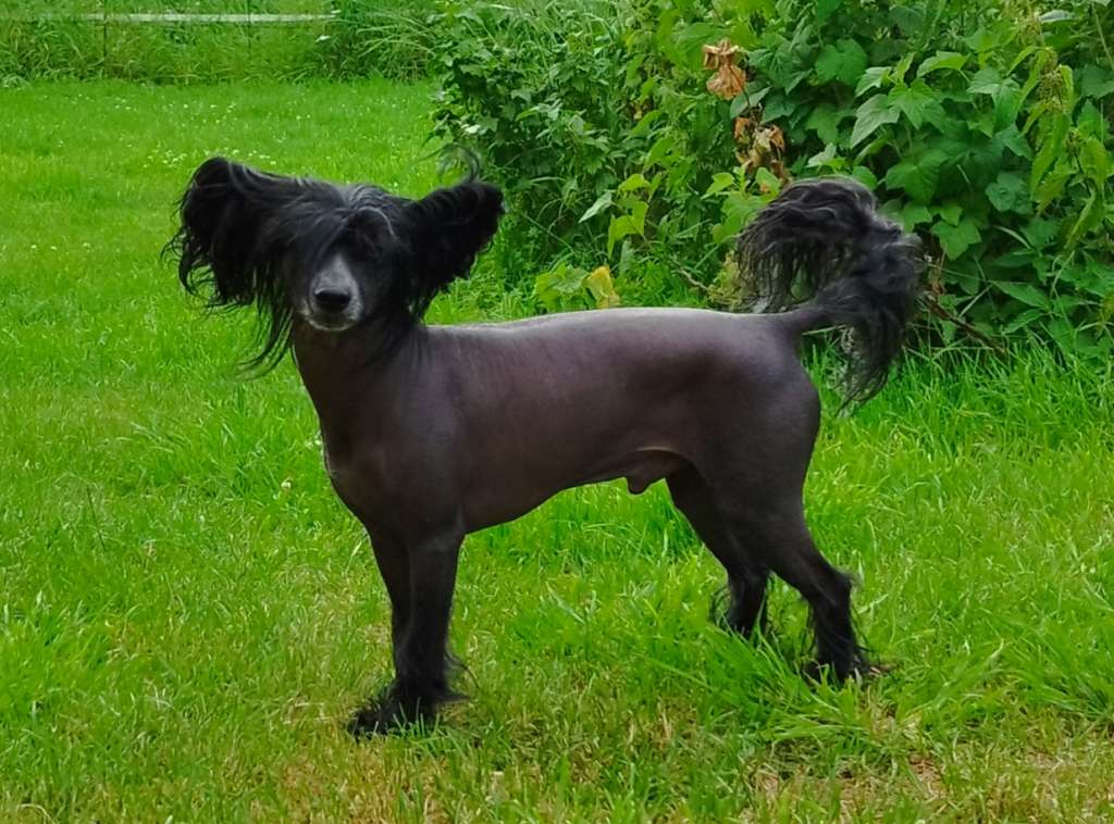 Xodix Grace Of Chamuel