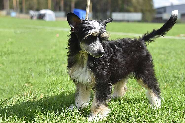 Xodix Grace Of Jophiel