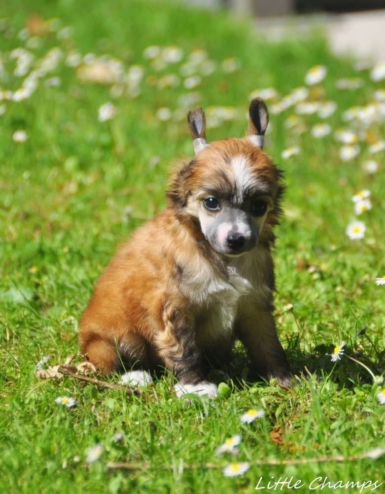 T'es Ok Little Champs