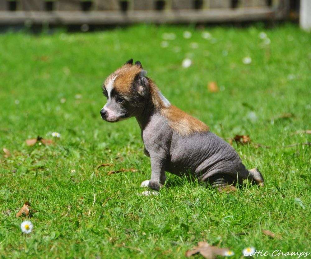 Take a Chance Little Champs