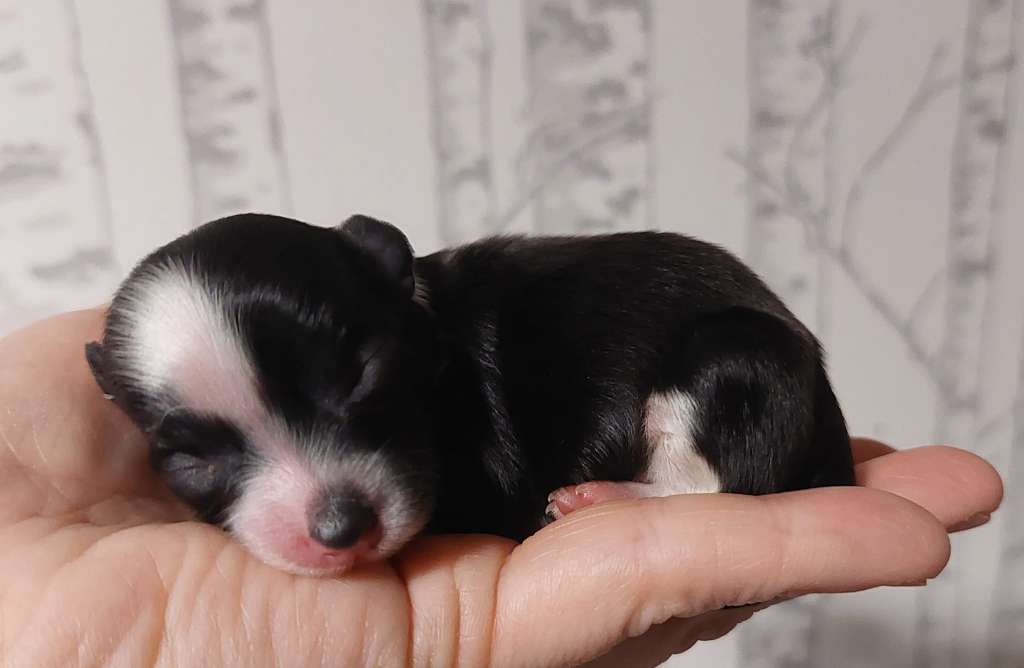 Concrete Clouds Pinkie Promise