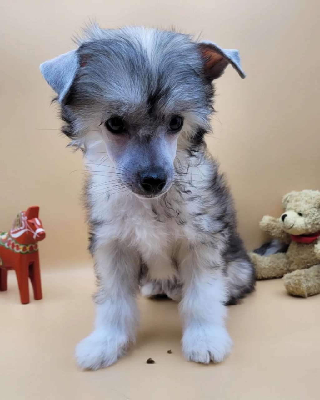 Bonsai Kawaii Sakura