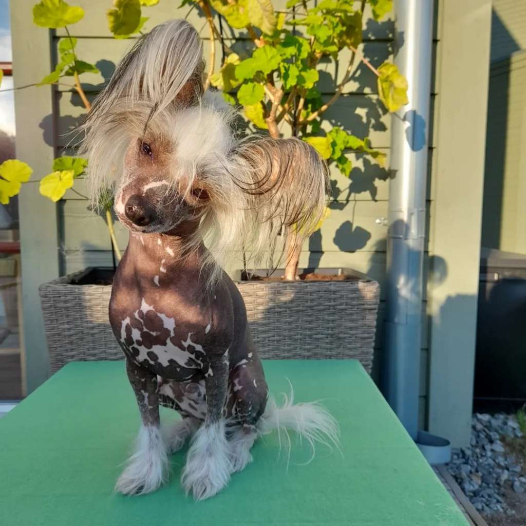 Spotifly I Could Be The One